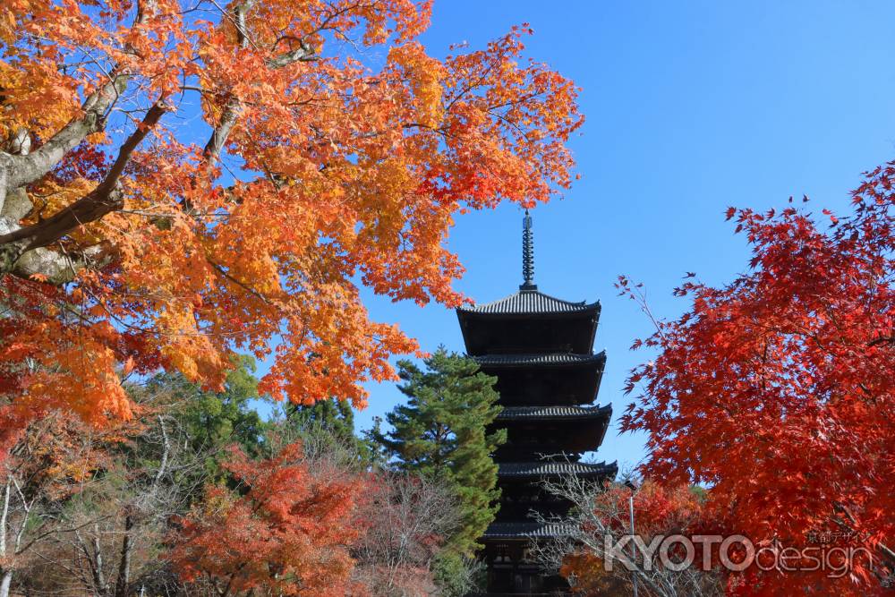 仁和寺の紅葉2023