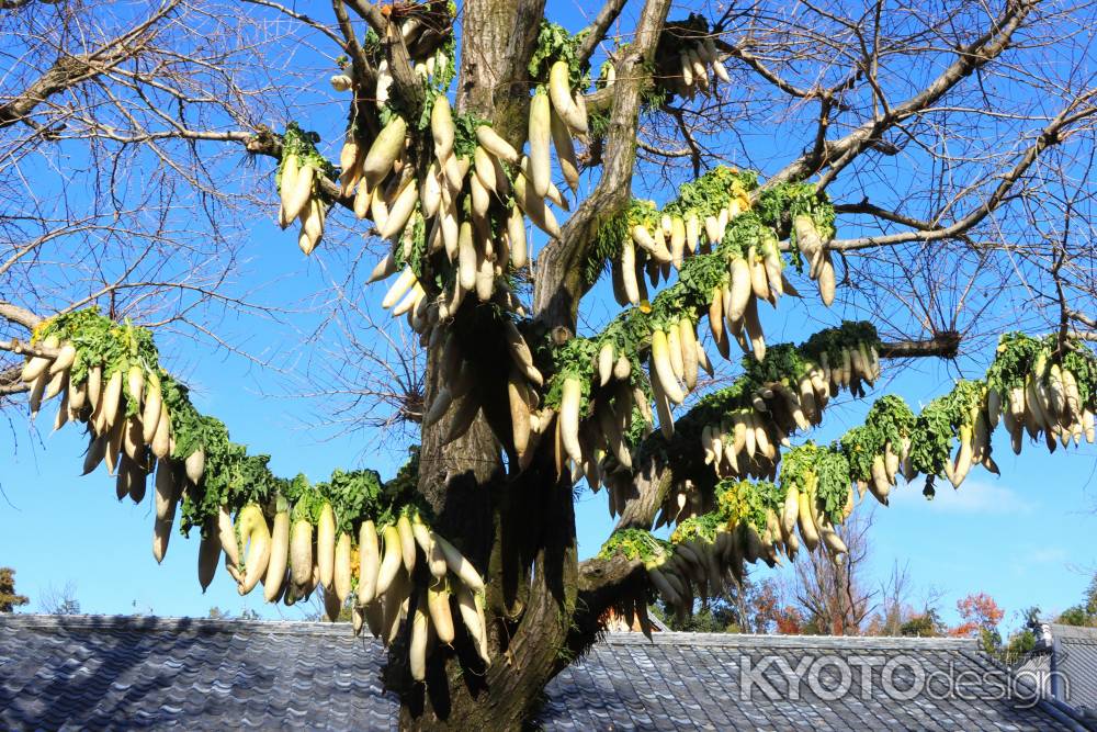八幡市円福寺の大根干し2023