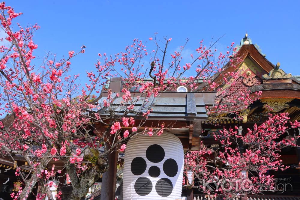 北野天満宮の梅2024