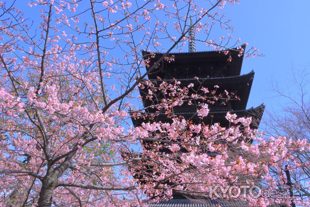 東寺の河津桜2024