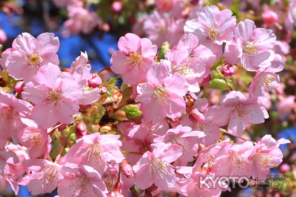 一条戻り橋の河津桜2024
