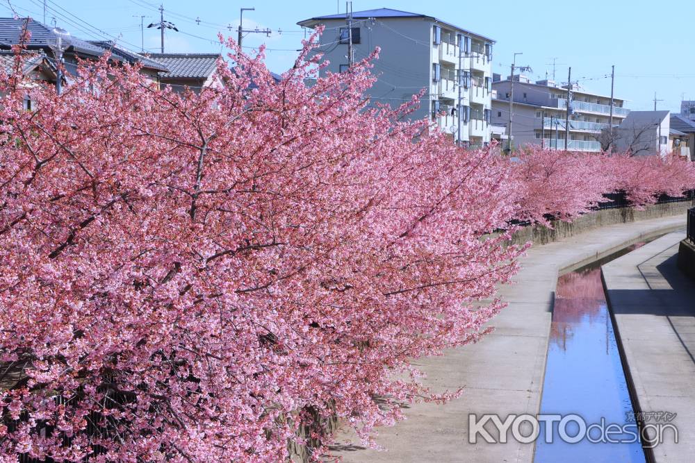 淀水路の河津桜2024