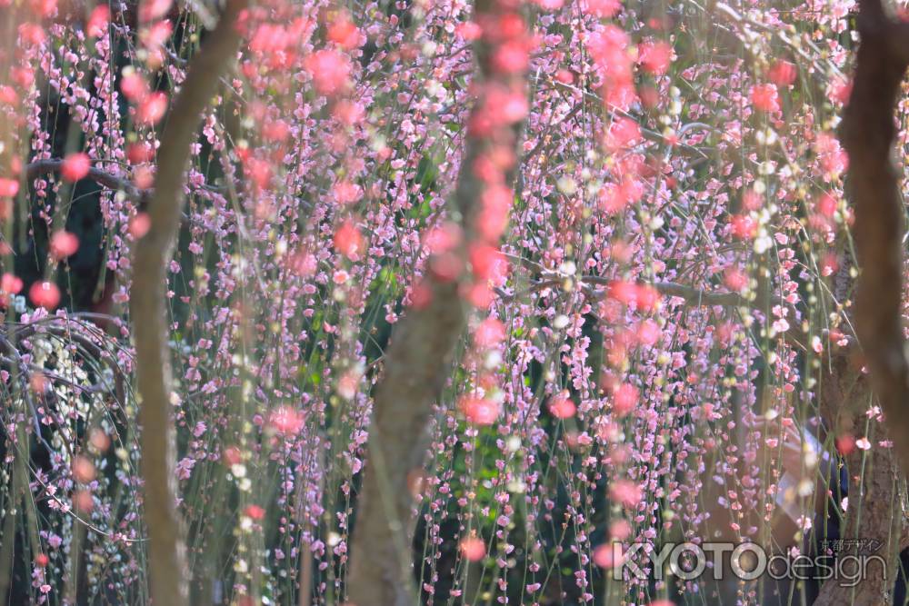 城南宮の梅2024-2