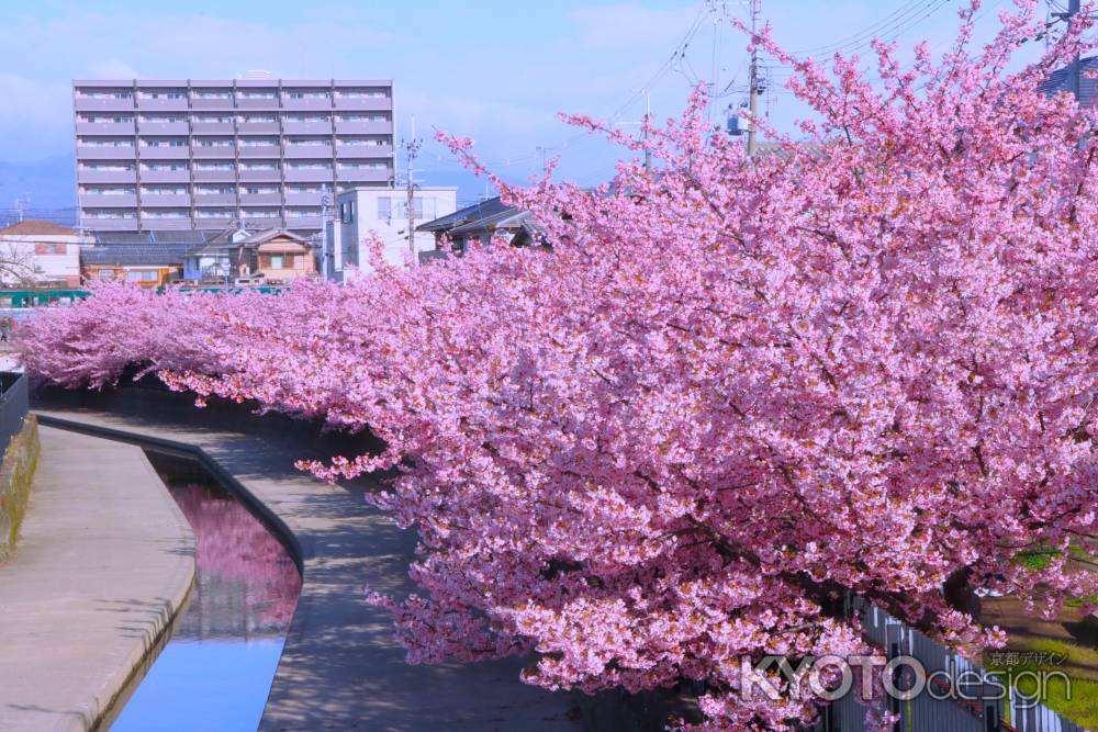 淀水路の河津桜2024-2