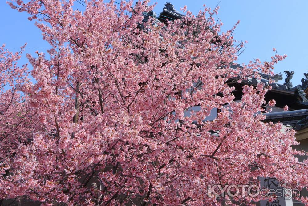 長徳寺のオカメ桜2024