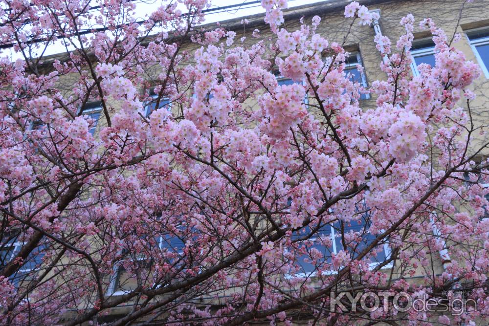 成徳学舎の春めき桜2024