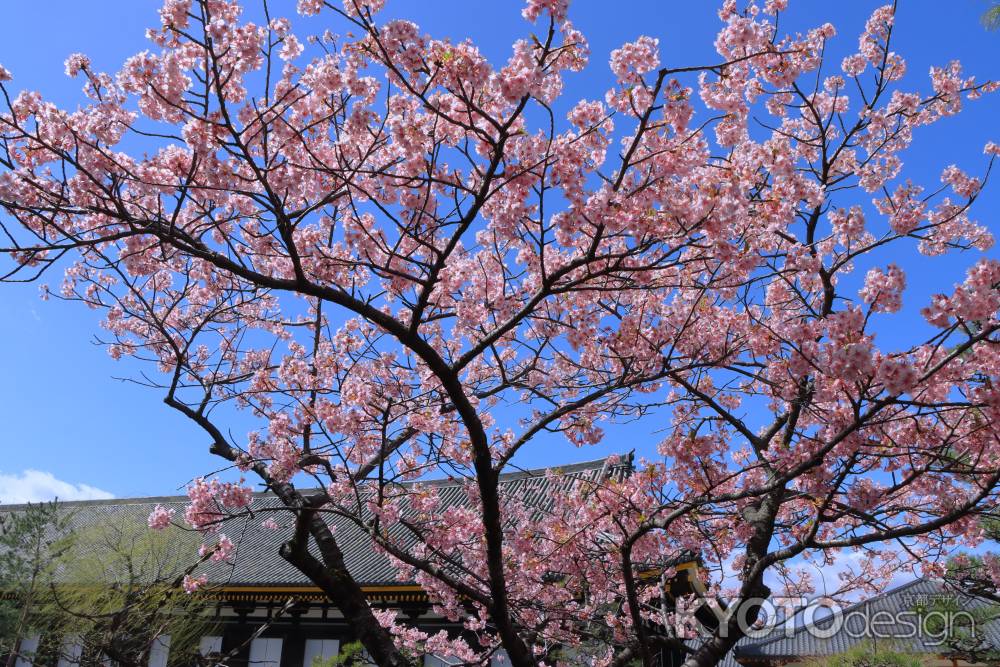 三十三間堂の河津桜2024