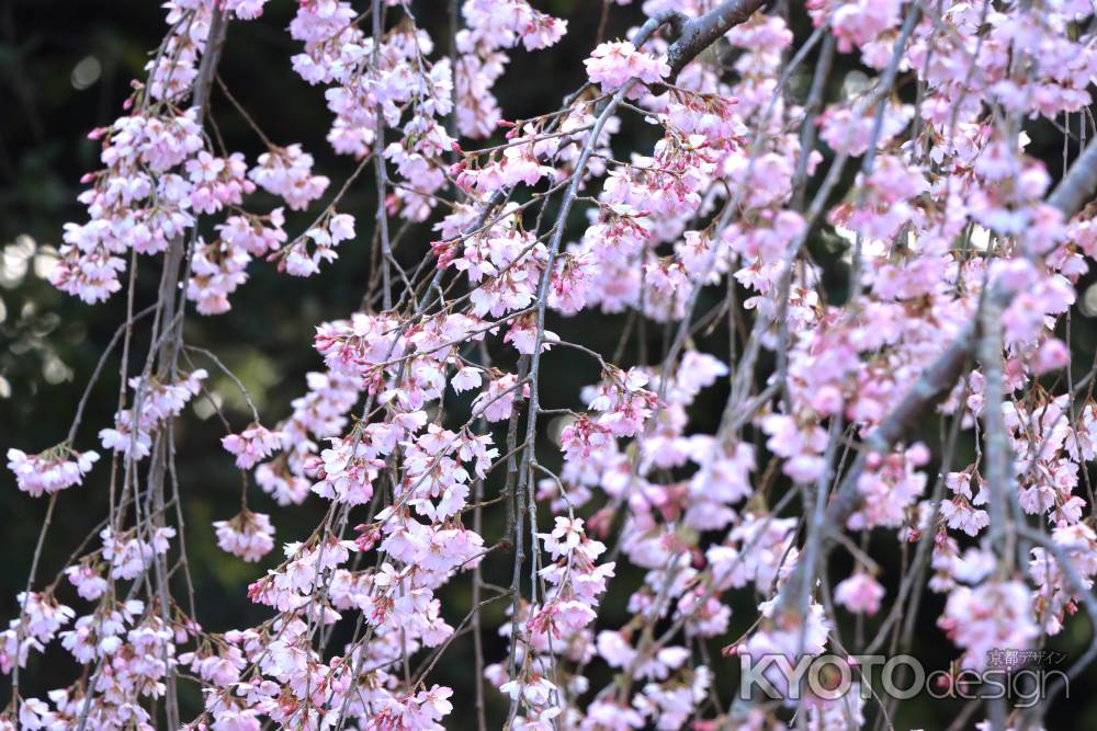 京都御苑の桜2024