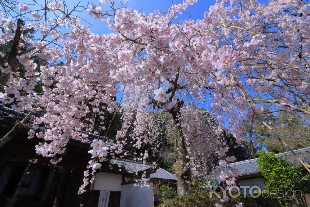 岩屋寺の桜2024