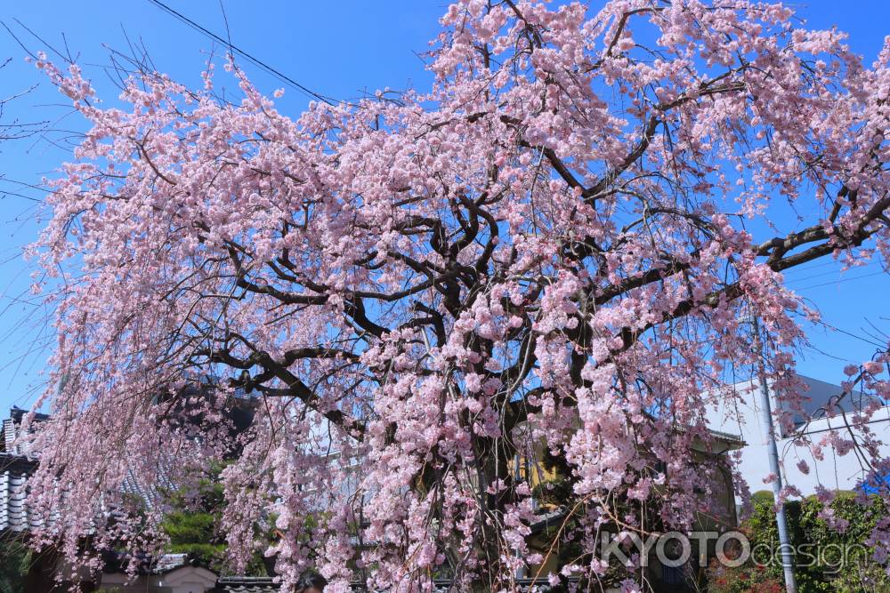 法敬寺の桜2024