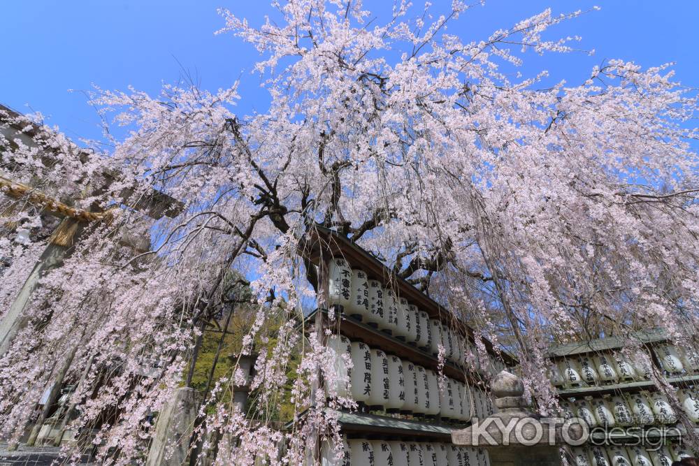 大石神社の桜2024-2