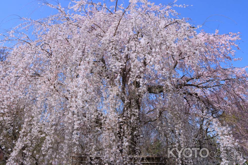 円山公園の桜2024