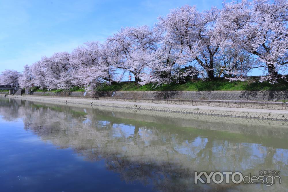 前川堤桜並木2024