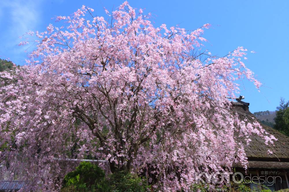 美山のしだれ桜