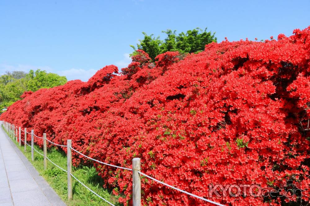長岡天満宮のキリシマツツジ2024