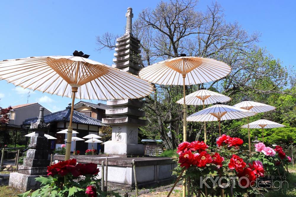 乙訓寺の牡丹2024