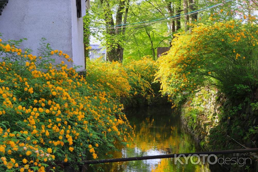 松尾大社のヤマブキ2024