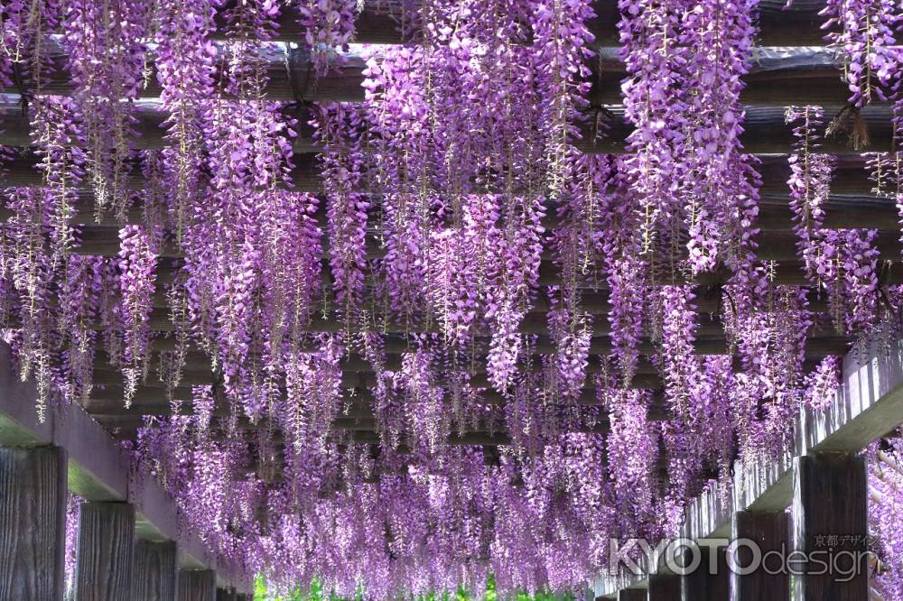 鳥羽水環境保全センターの藤2024