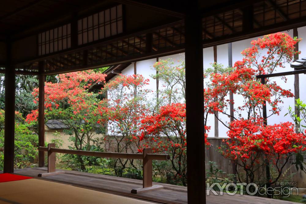 妙心寺大雄院キリシマツツジ2024