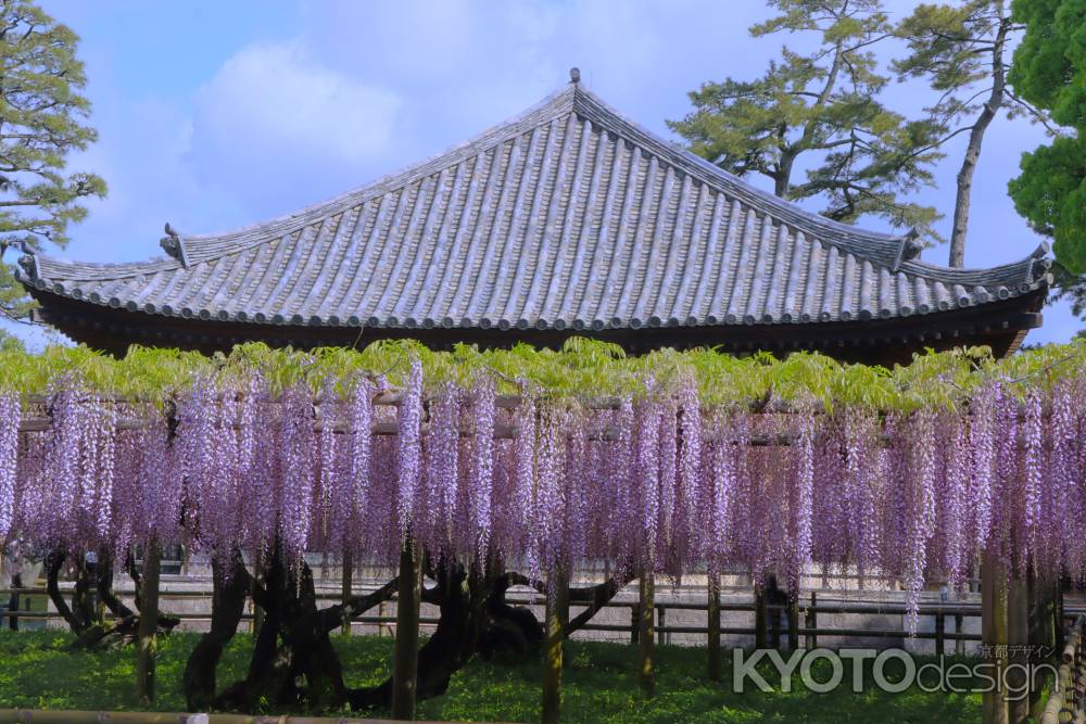 平等院の藤2024-2