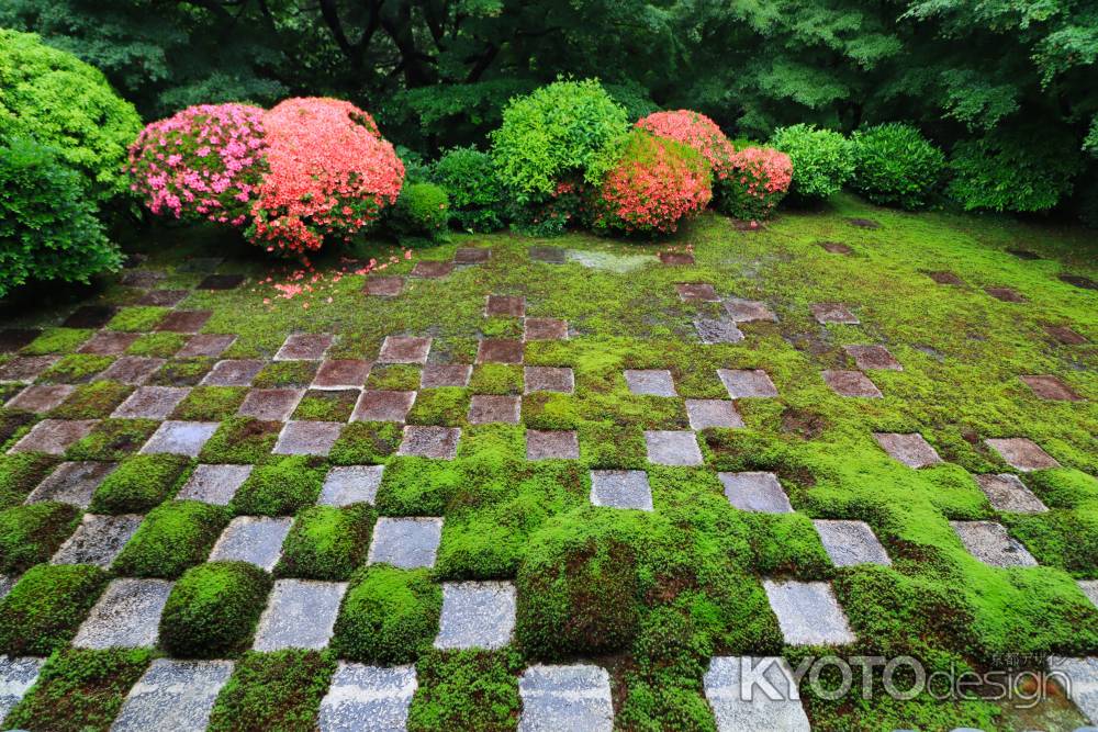 東福寺北庭のサツキ2024
