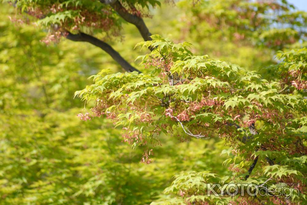 花咲かすモミジの木