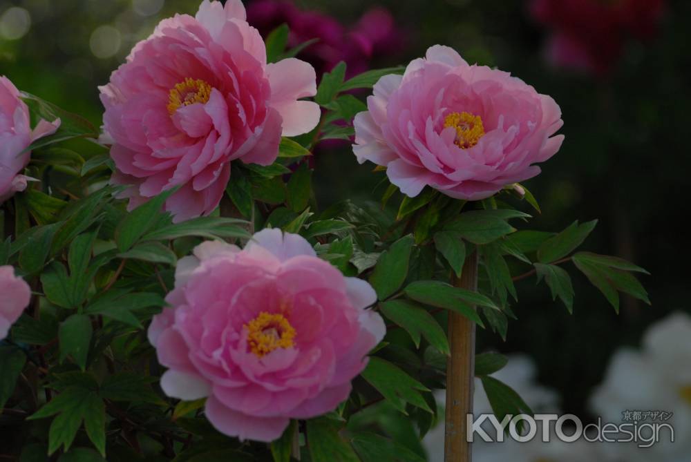 日が落ちるころの牡丹