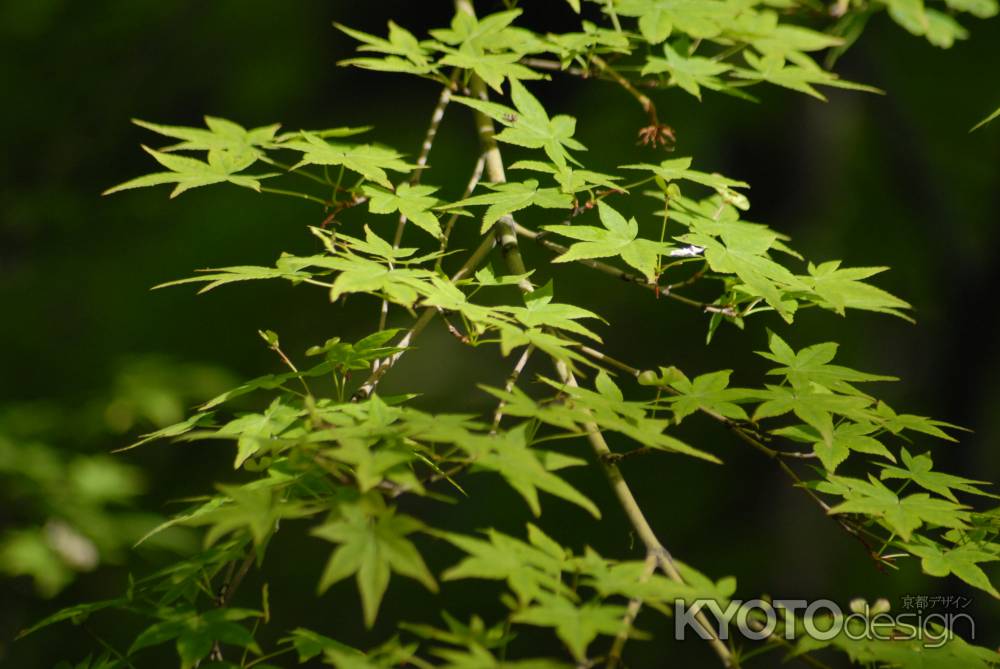 花がちらつくモミジの木