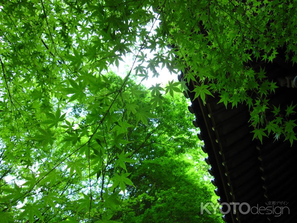 愛宕念仏寺の青紅葉