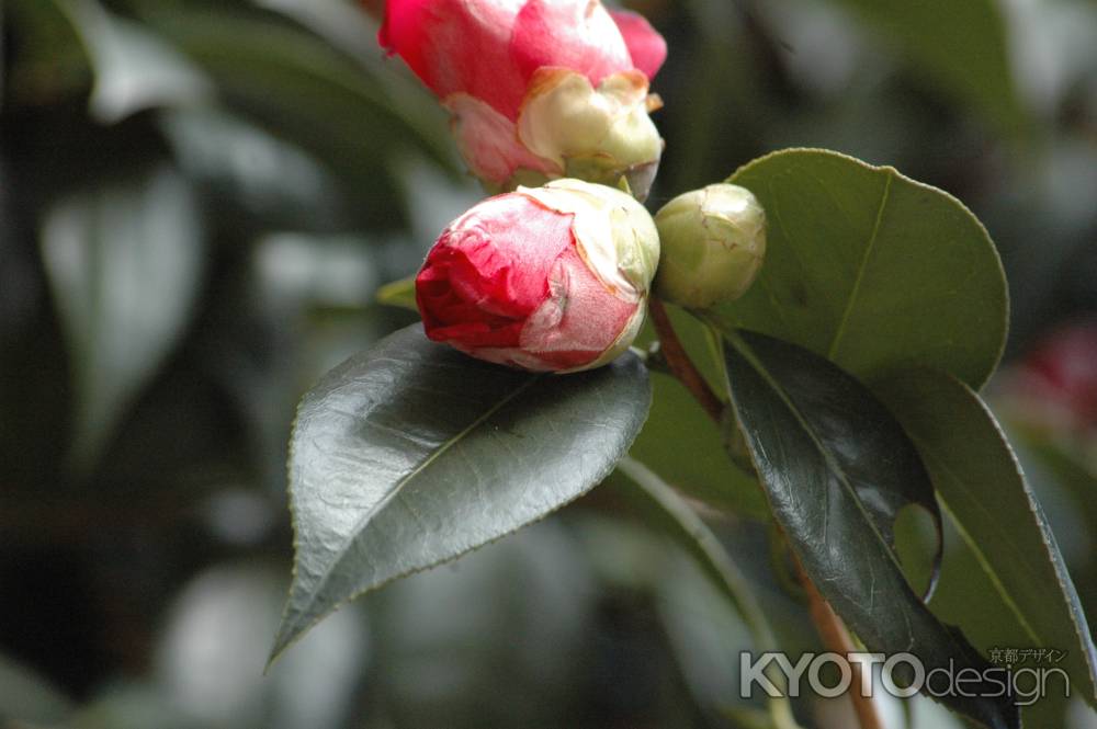 つぼみの椿