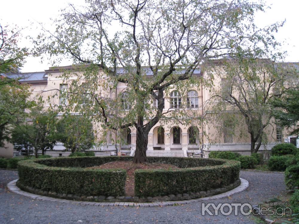 中庭のしだれ桜