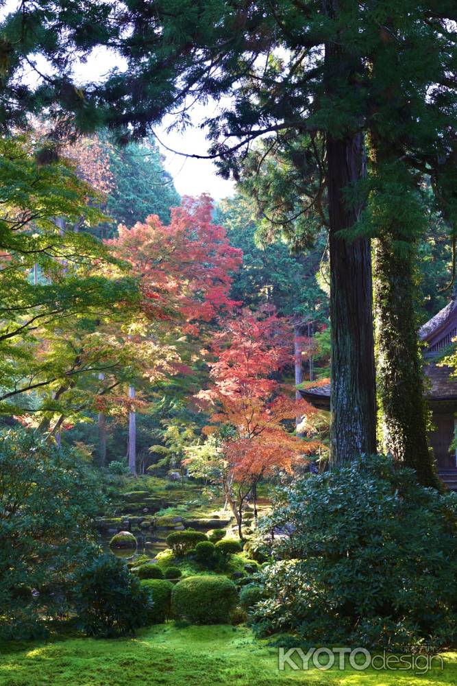 緑と紅　三千院2022