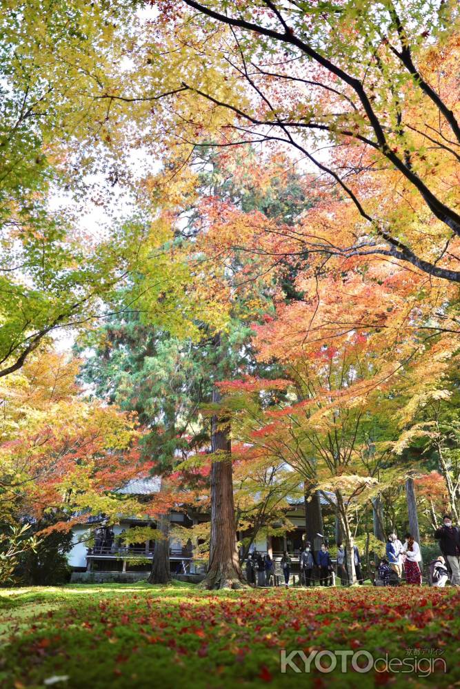 少しだけ散り紅葉　三千院2022