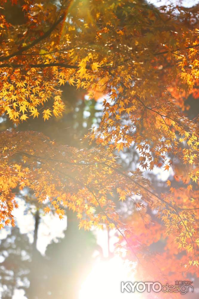 陽光と紅葉　三千院2022