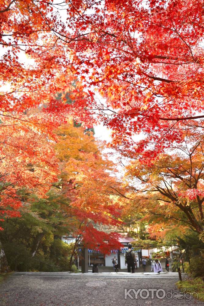 紅一色　三千院2022