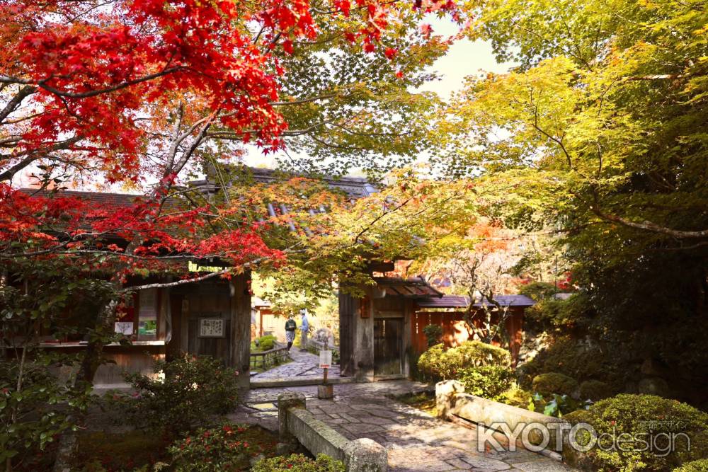 色づく宝泉院　2022