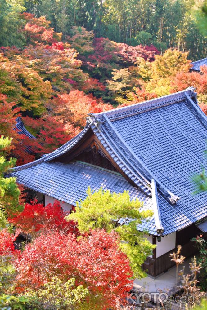 紅葉に包まれた圓光寺　2022
