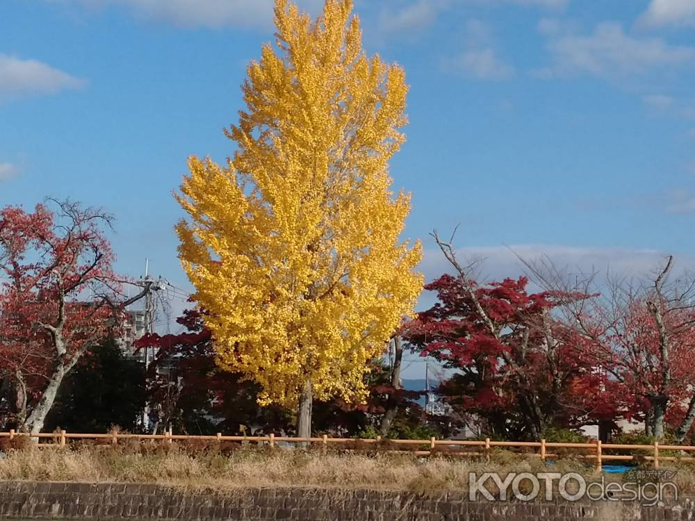 八条ケ池の銀杏