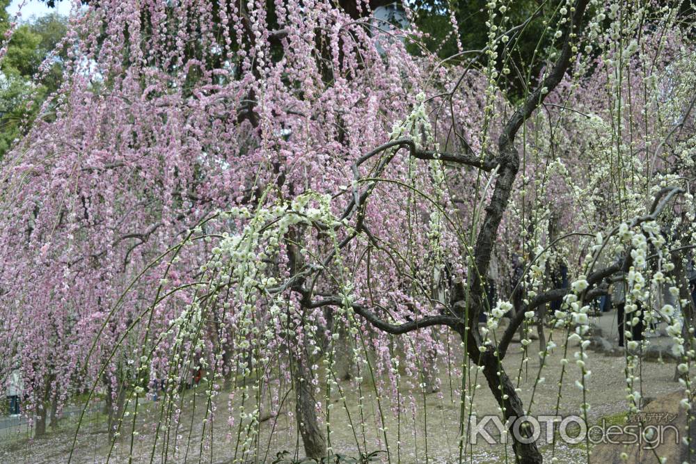 しだれ梅、降り注ぐ