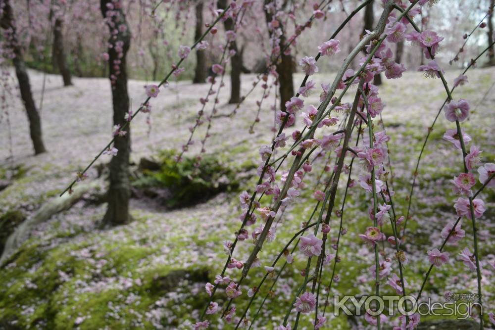 春の陽のしだれ梅