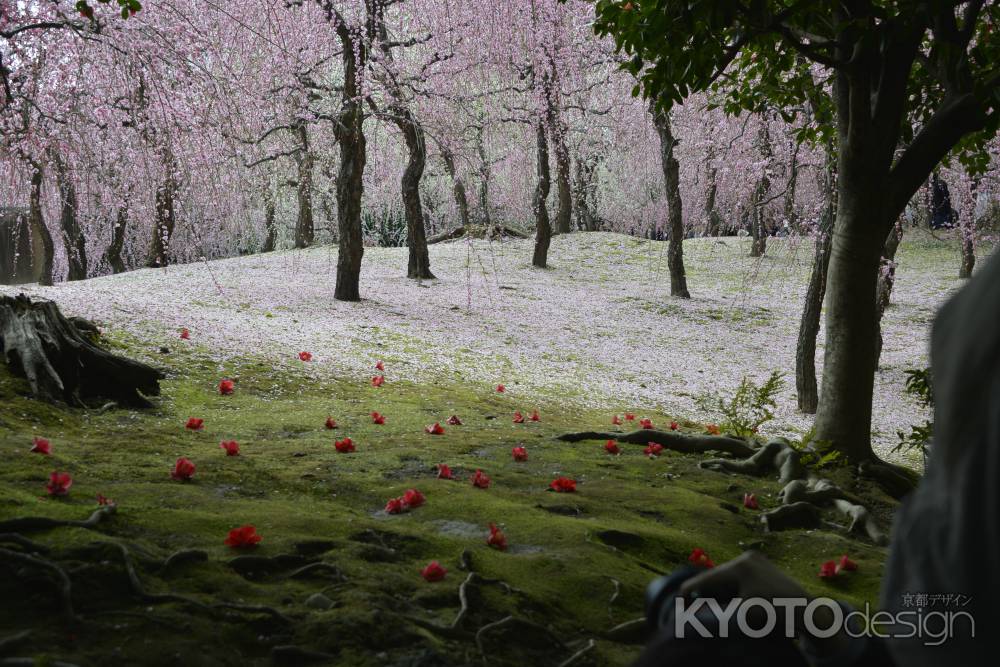 しだれ梅と落ち椿