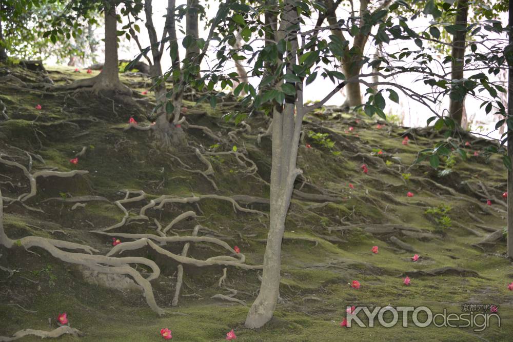木の根と椿