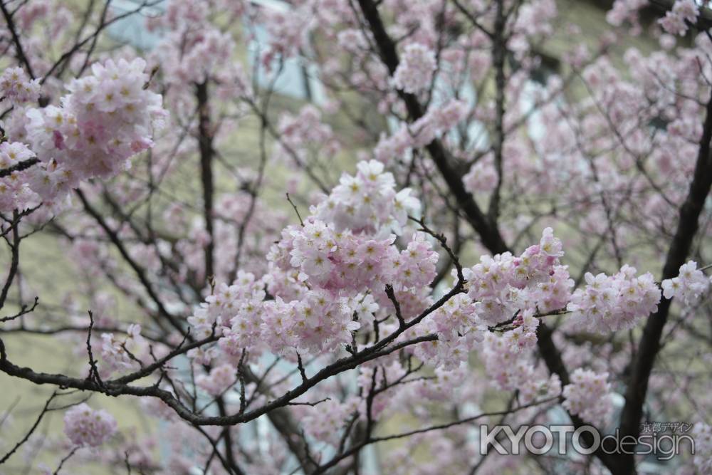 咲き誇る春めき桜