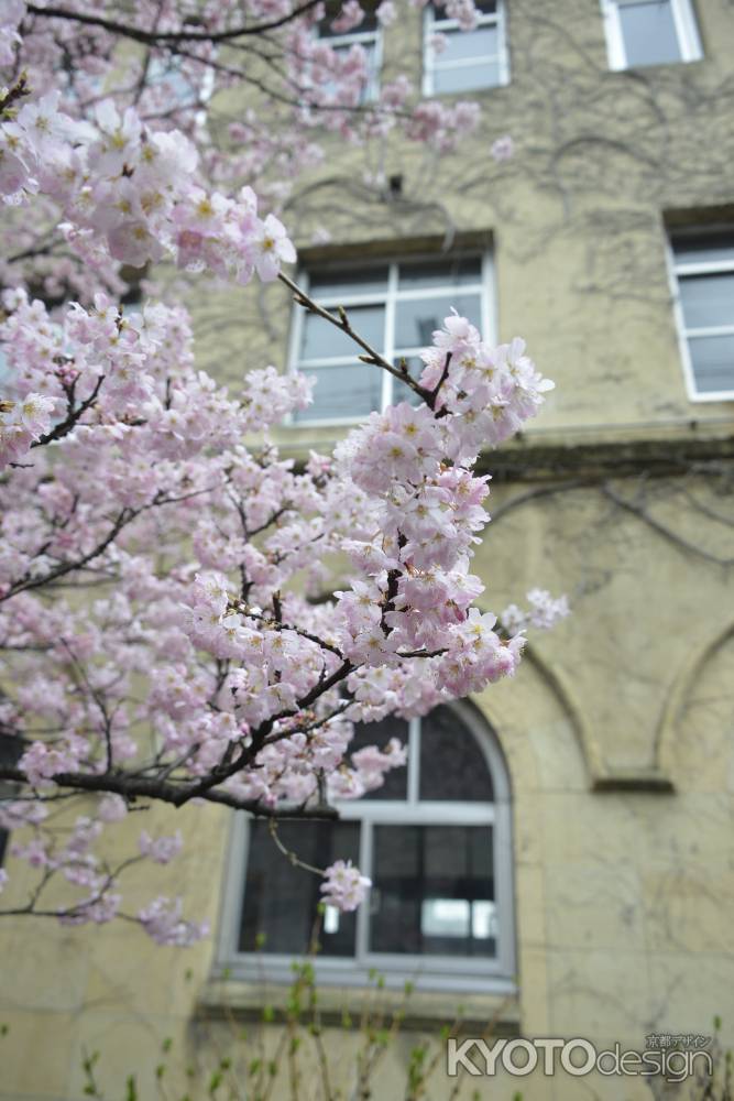 黄色の校舎に映えるピンク
