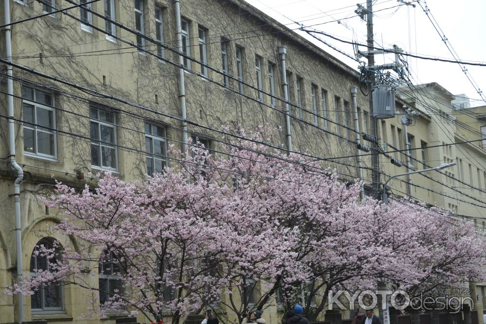 校舎と桜