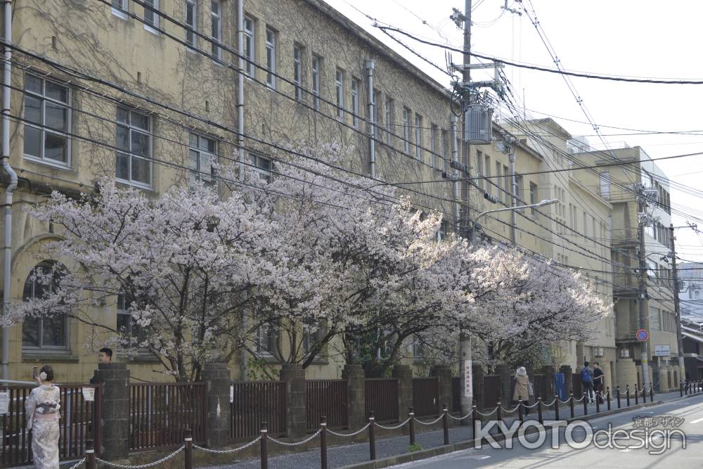 3月26日　旧成徳の春めき桜