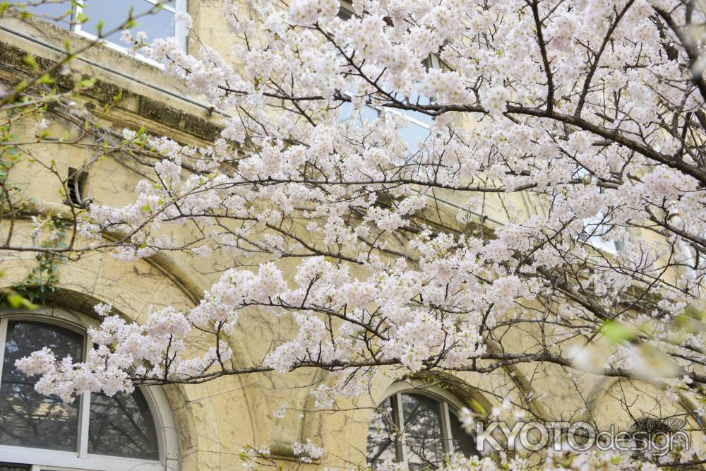 学舎に咲く春めき桜