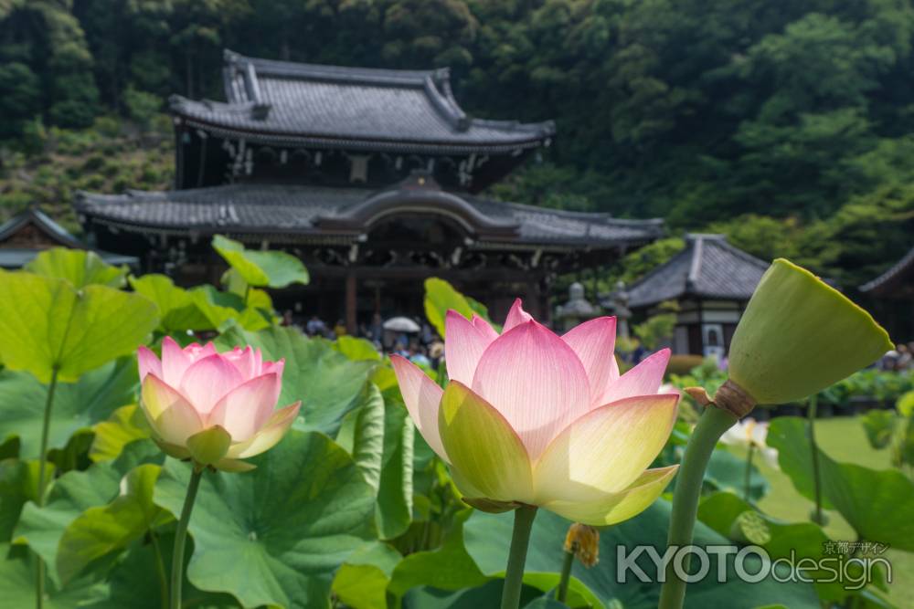 本堂前の蓮の花、三室戸寺にて。