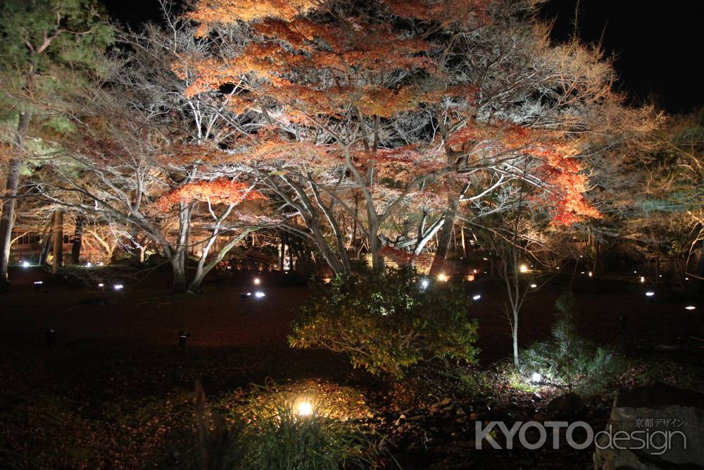 闇夜に浮かび上がる紅葉