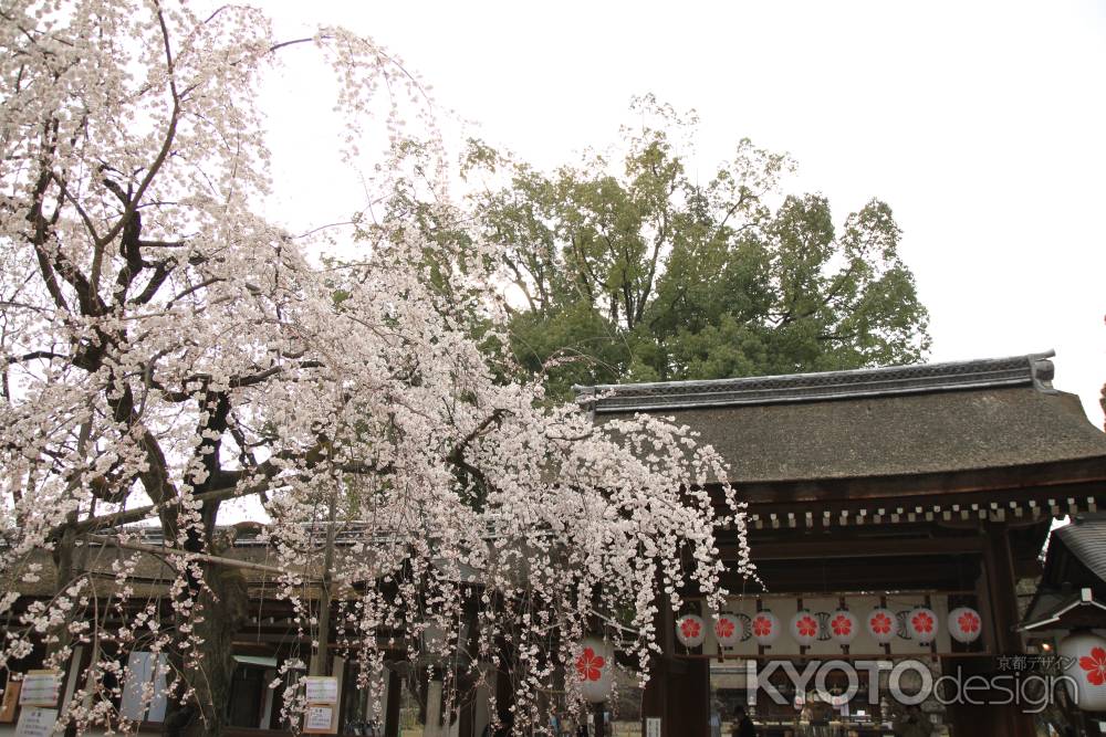 平野神社の桜